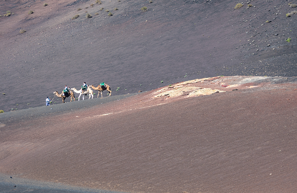 Camellos entre volcanes de Timanfaya