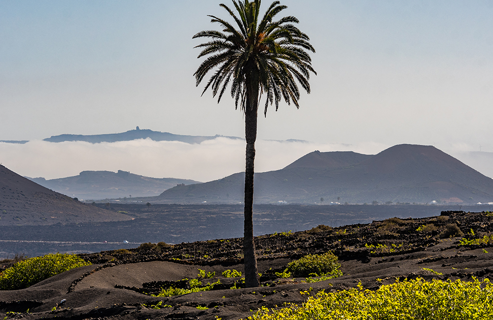 Una palmera entre gerias de cultivo