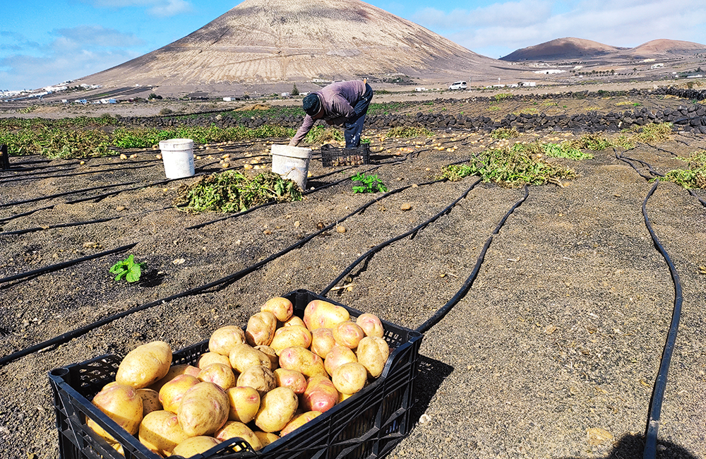 Recolecta de papa Canaria en Lanzarote