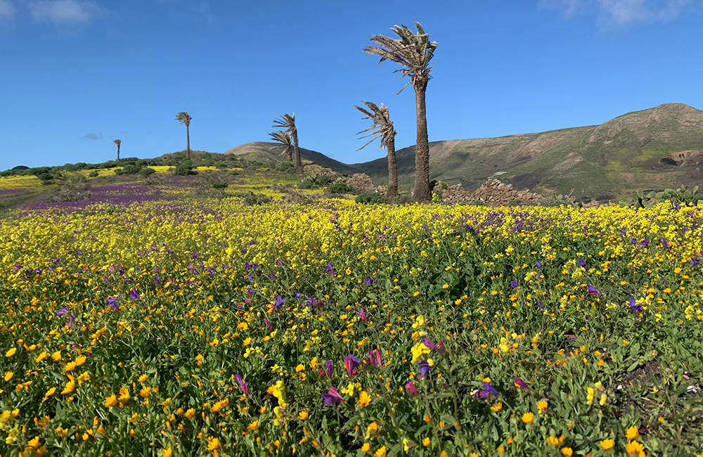 Flower meadow in Guinate